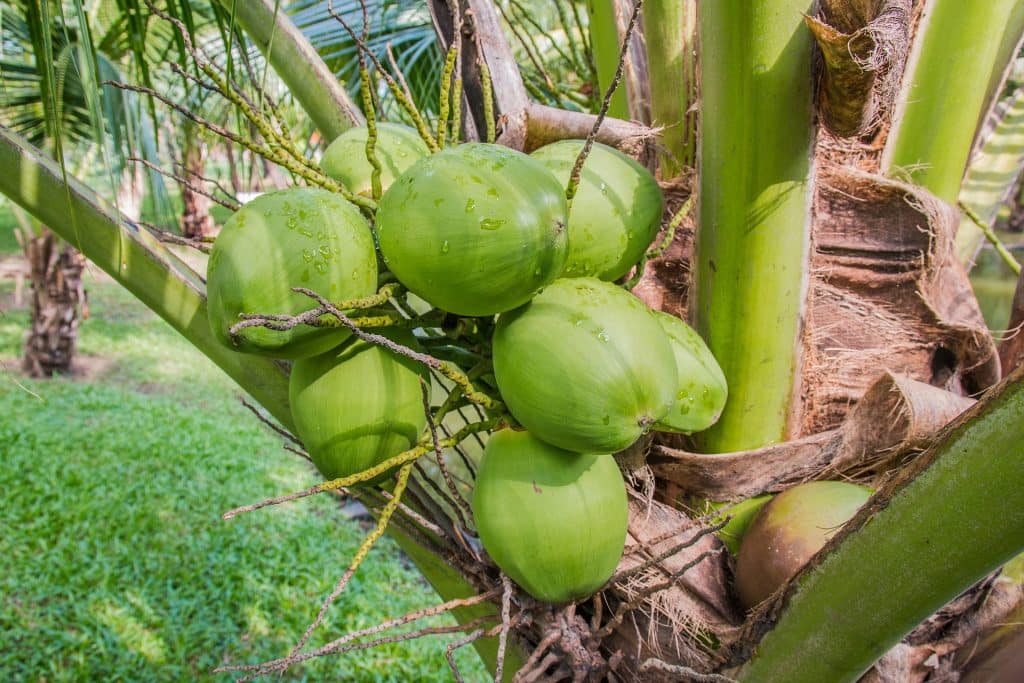 Kelapa Bakar
