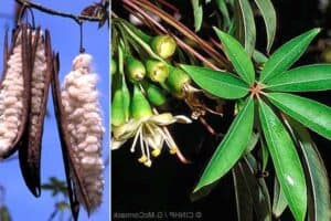 Manfaat Daun Randu Untuk Kesehatan